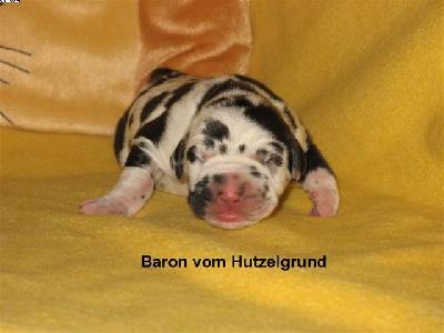 Baron Vom Hutzelgrund