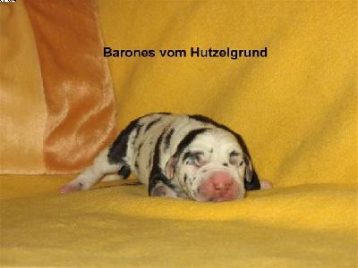 Baroness Vom Hutzelgrund