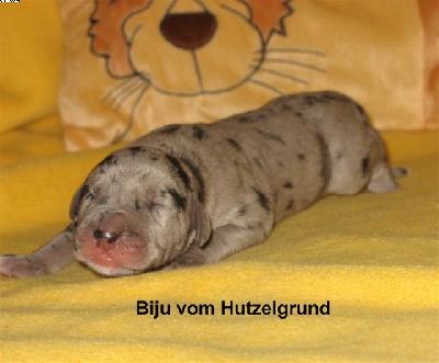 Biju Vom Hutzelgrund