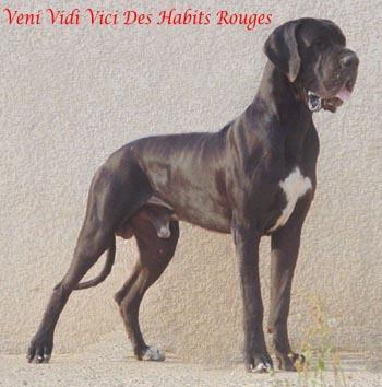 Veni Vedi Veci Des Habits Rouges