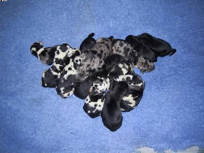 Lea Vom Teufelsgrund