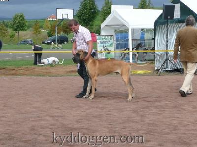 Brutus Nuevo Empezando