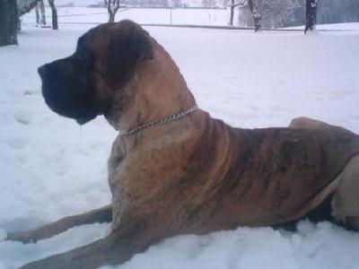 Belvedere Nuevo Empezando