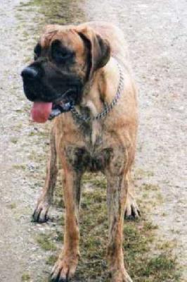 Belvedere Nuevo Empezando