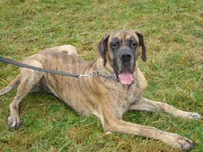 Belladonna Nuevo Empezando