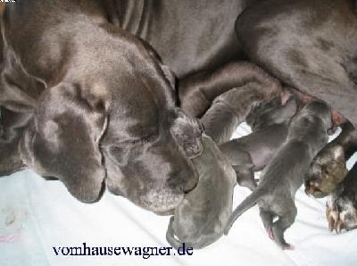 Hillus Vom Hause Wagner