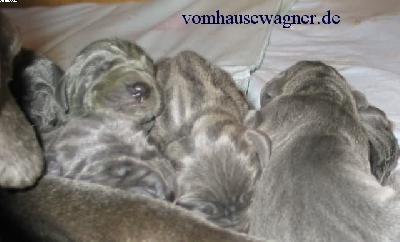 Hilus Vom Hause Wagner