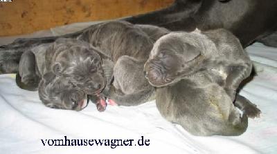 Hyalo Vom Hause Wagner