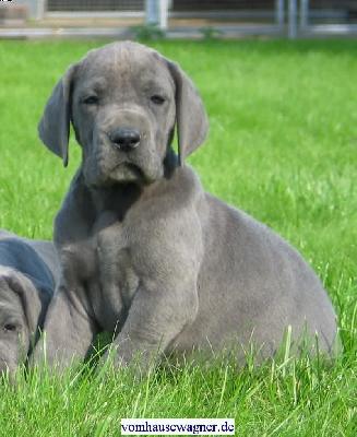 Hyalo Vom Hause Wagner