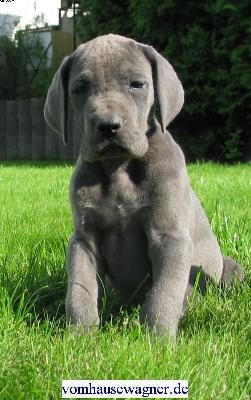 Hyalo Vom Hause Wagner