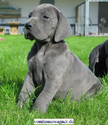 Hyalo Vom Hause Wagner