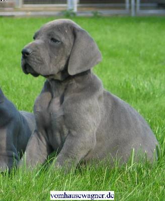 Hyalo Vom Hause Wagner