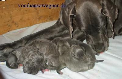 Hera Adams Vom Hause Wagner