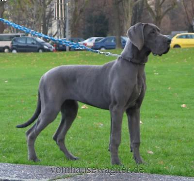 Ch Helix Vom Hause Wagner