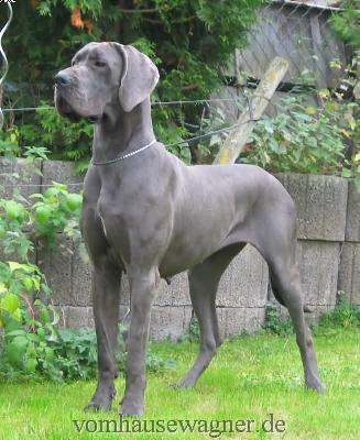 Ch Helix Vom Hause Wagner