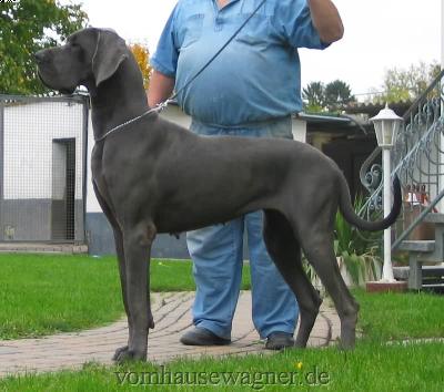 Ch Helix Vom Hause Wagner