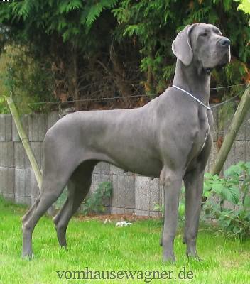 Ch Helix Vom Hause Wagner