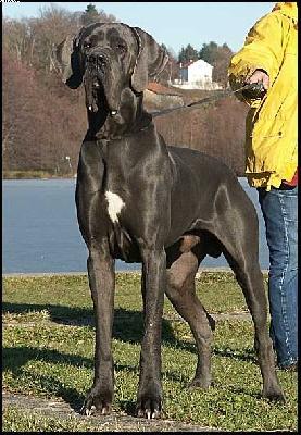Uron De La Lgende Des Nymphes Bleues