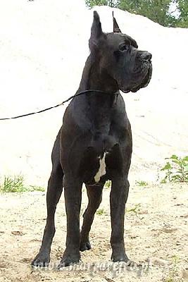 Teglathfalazar De La Benjamine