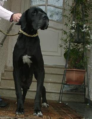 Decadenza Alt�parti