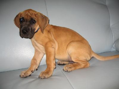 Bax Vom Kirschendorf