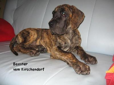 Baxxter Vom Kirschendorf