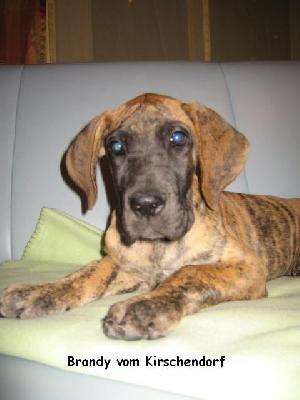 Brandy Vom Kirschendorf