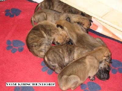 Buffalo Vom Kirschendorf