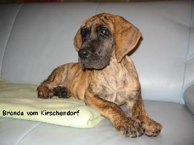 Branda Vom Kirschendorf