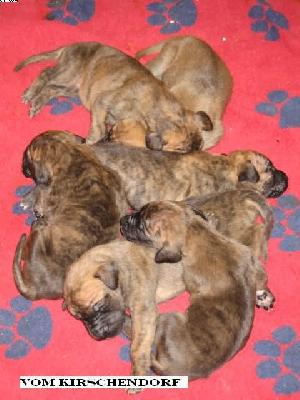 Beany Vom Kirschendorf