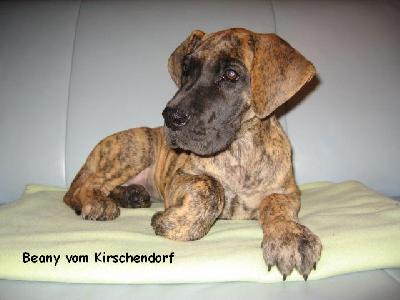 Beany Vom Kirschendorf