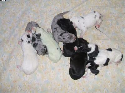 Yumana Von Schlesien