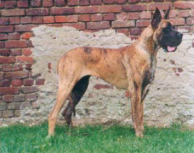 Saphira Des Apollons Du Bru