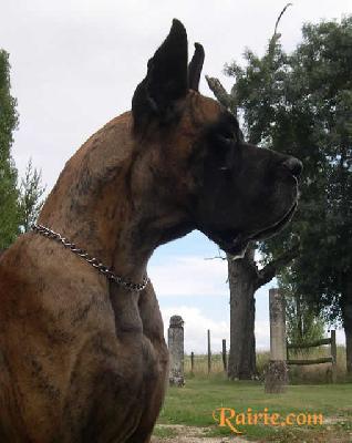 Saphira Des Apollons Du Bru