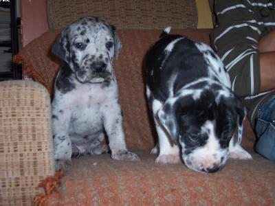 Quinn Mc Cool Vom W�chterberg