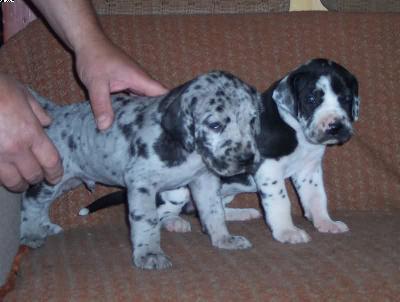 Quinci Vom W�chterberg