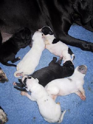 Moon Vom Teufelsgrund