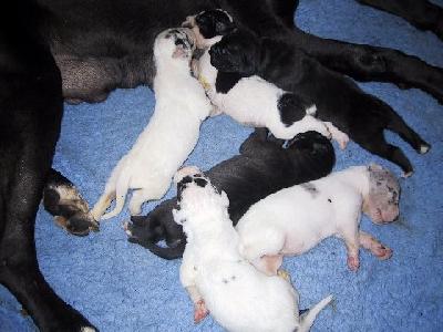 Max Vom Teufelsgrund