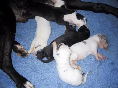 Ch Mirage Vom Teufelsgrund