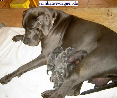 Italos Vom Hause Wagner