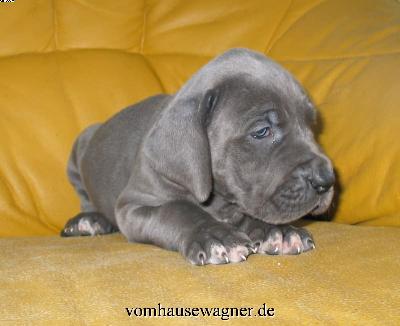 Iole Vom Hause Wagner