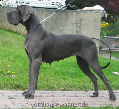 Iphigenia Vom Hause Wagner