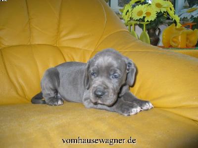 Idyia Vom Hause Wagner