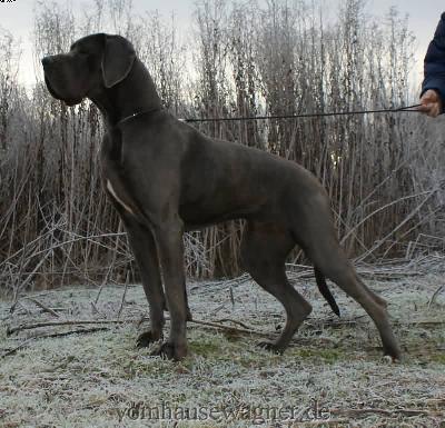 Idaia Vom Hause Wagner