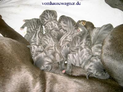 Idaia Vom Hause Wagner