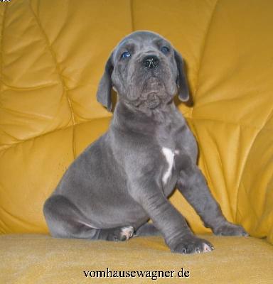 Idaia Vom Hause Wagner