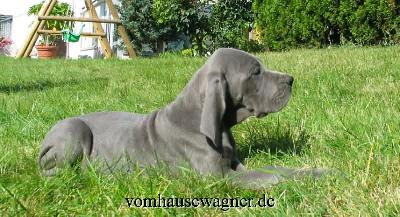 Idaia Vom Hause Wagner