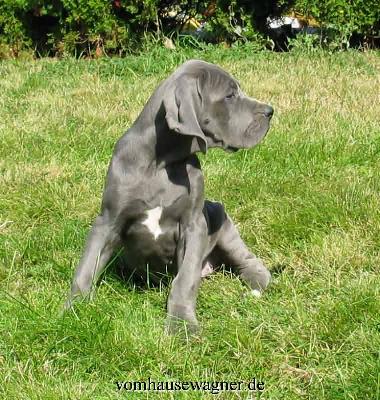 Idaia Vom Hause Wagner