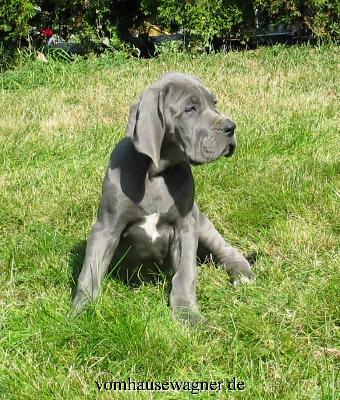 Idaia Vom Hause Wagner