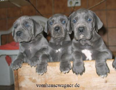 Ismene Vom Hause Wagner